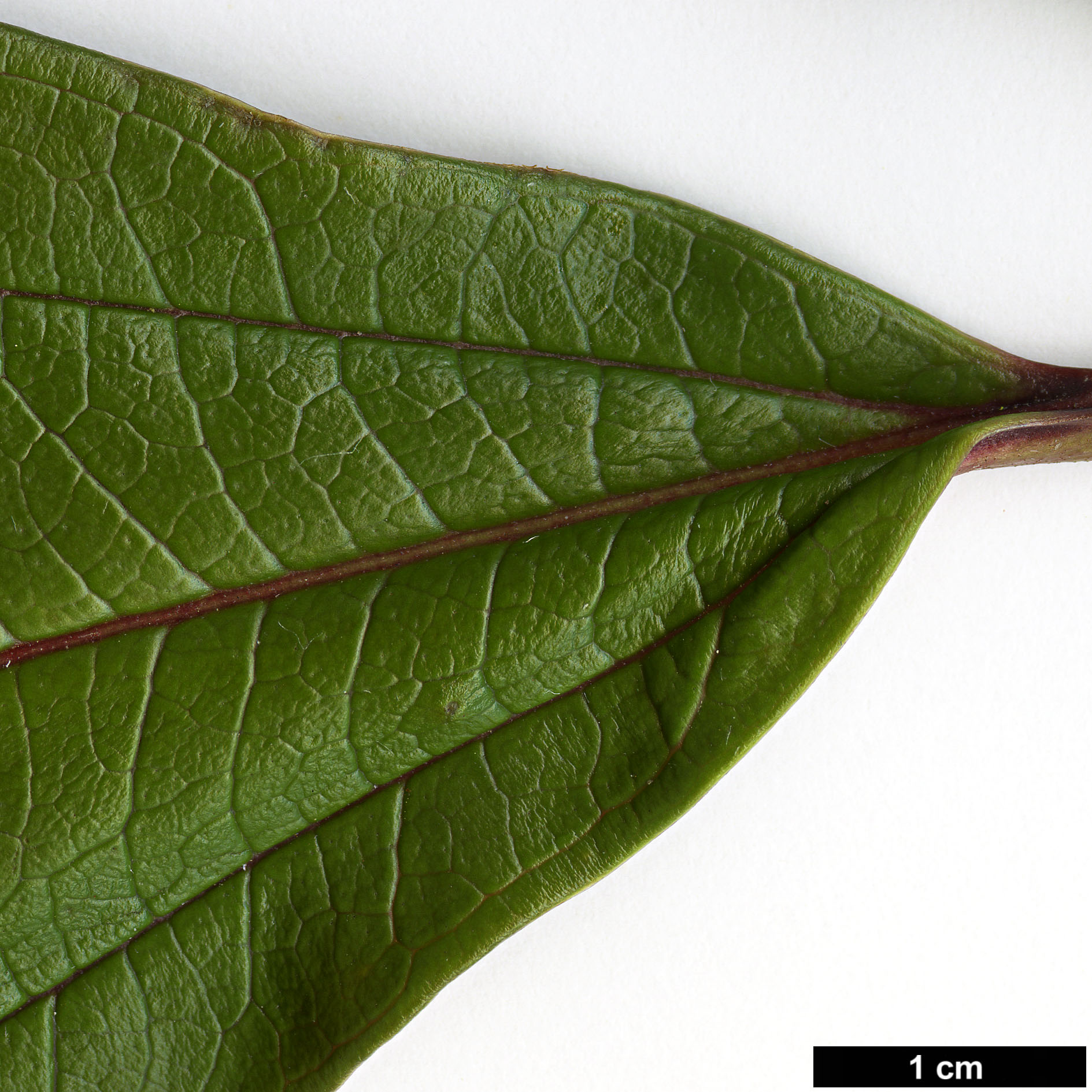 High resolution image: Family: Adoxaceae - Genus: Viburnum - Taxon: WWJ 12012